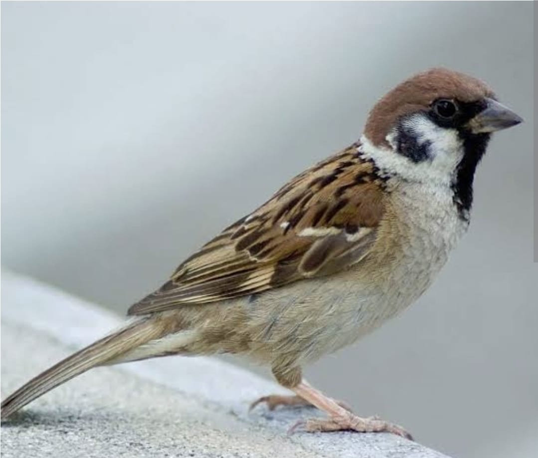 कोटद्वार के निंबूचौड़ में विश्व गौरेया दिवस के अवसर पर कार्यक्रम का आयोजन