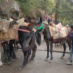 यात्रा मार्ग पर सेवा देंगे 43 सौ से अधिक घोड़ा- खच्चर संचालक