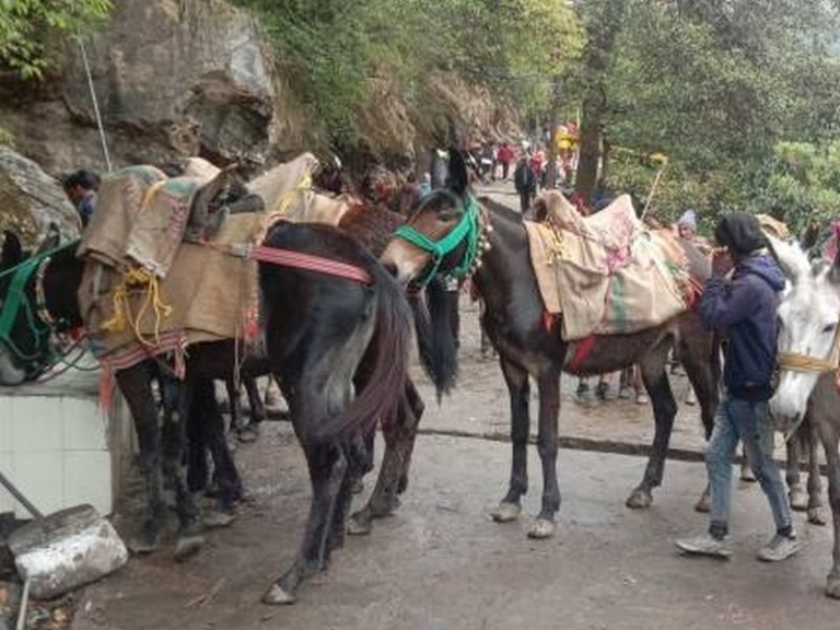 यात्रा मार्ग पर सेवा देंगे 43 सौ से अधिक घोड़ा- खच्चर संचालक
